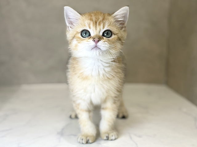 東京都のブリティッシュショートヘアー (ペッツファーストららぽーと立川立飛店/2025年9月29日生まれ/男の子/ブラックゴールデンシェーデット)の子猫の1枚目の画像