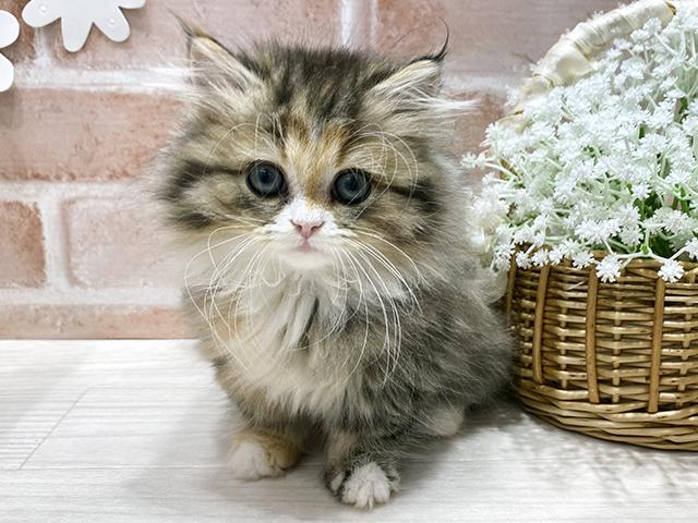 福岡県のミヌエット (ペッツファースト筑紫野店/2025年10月11日生まれ/女の子/ブラウンパッチドタビーホワイト)の子猫の1枚目の画像