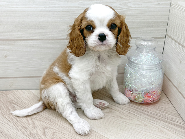 東京都のキャバリアキングチャールズスパニエル (ペッツファースト渋谷店/2025年10月13日生まれ/男の子/ブレンハイム)の子犬の1枚目の画像