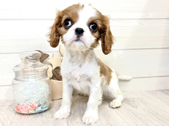 キャバリアキングチャールズスパニエル