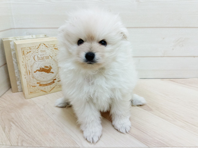 埼玉県のポメラニアン (ペッツファースト上尾店/2025年10月13日生まれ/男の子/クリーム)の子犬の1枚目の画像