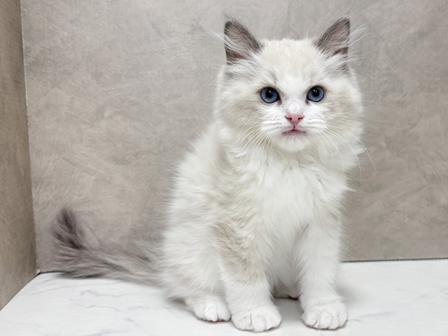 東京都のラグドール (ペッツファースト池袋店/2025年10月13日生まれ/男の子/ブルーポイントバイカラー)の子猫