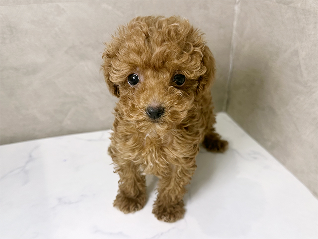 福岡県のトイプードル(トイ) (ペッツファースト福津店/2025年10月13日生まれ/女の子/レッド)の子犬の1枚目の画像