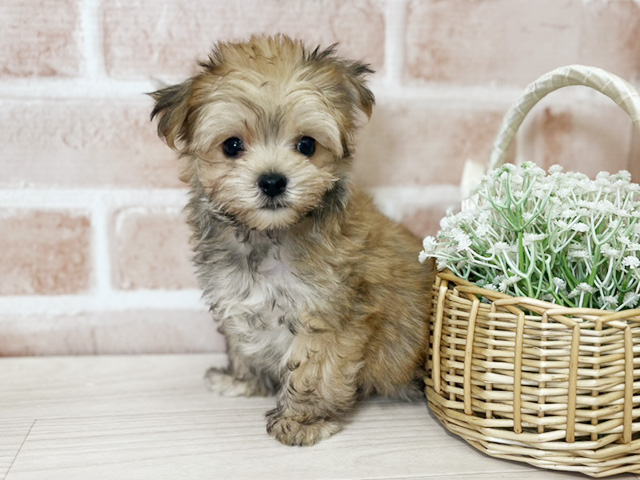 埼玉県のマルキー/マルヨーキー(マルチーズ×ヨークシャーテリア) (ペッツファースト入間店/2025年10月12日生まれ/男の子/フォーンホワイト)の子犬の1枚目の画像