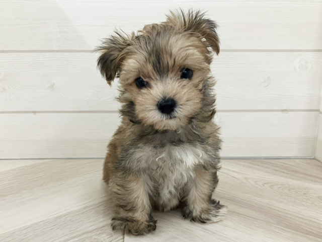 埼玉県のマルキー/マルヨーキー(マルチーズ×ヨークシャーテリア) (ペッツファースト上尾店/2025年10月12日生まれ/男の子/フォーンホワイト)の子犬の1枚目の画像