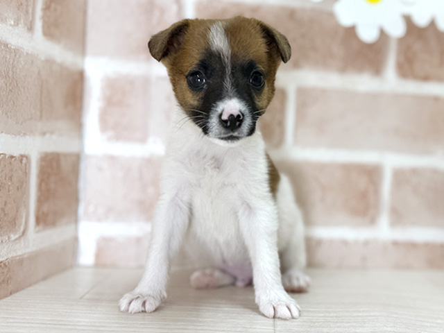 福岡県のジャックラッセルテリア (ペッツファースト直方店/2025年10月13日生まれ/男の子/タンホワイト)の子犬の1枚目の画像