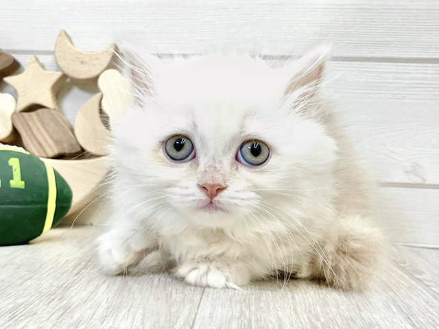 愛知県のミヌエット (ペッツファースト大高店/2025年10月13日生まれ/女の子/クリームタビーホワイト)の子猫の1枚目の画像
