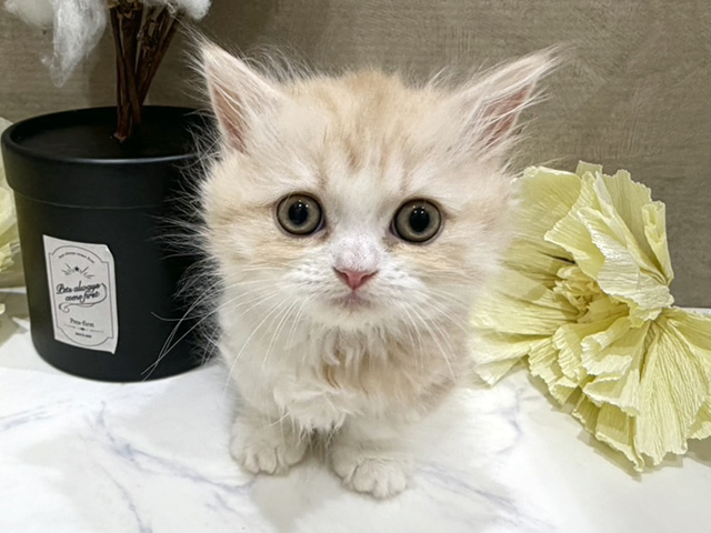 大阪府のミヌエット (ペッツファースト難波店/2025年10月13日生まれ/女の子/クリームタビーホワイト)の子猫の1枚目の画像
