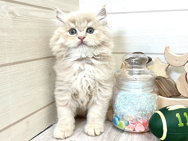 愛知県のラガマフィン (ペッツファースト大高店/2025年10月11日生まれ/男の子/クリームタビー)の子猫の1枚目の画像