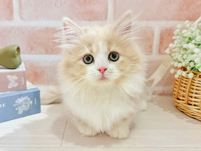 東京都のミヌエット (ペッツファースト自由が丘店/2025年10月13日生まれ/女の子/クリームタビーホワイト)の子猫