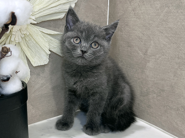 ブリティッシュ