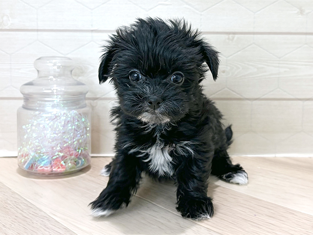 埼玉県のマルキー/マルヨーキー(マルチーズ×ヨークシャーテリア) (ペッツファーストレイクタウン店/2025年10月13日生まれ/女の子/ブラックホワイト)の子犬の1枚目の画像