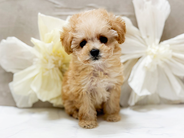 東京都のトイプードル(タイニー) (ペッツファースト恵比寿店/2025年10月13日生まれ/女の子/アプリコット)の子犬の1枚目の画像