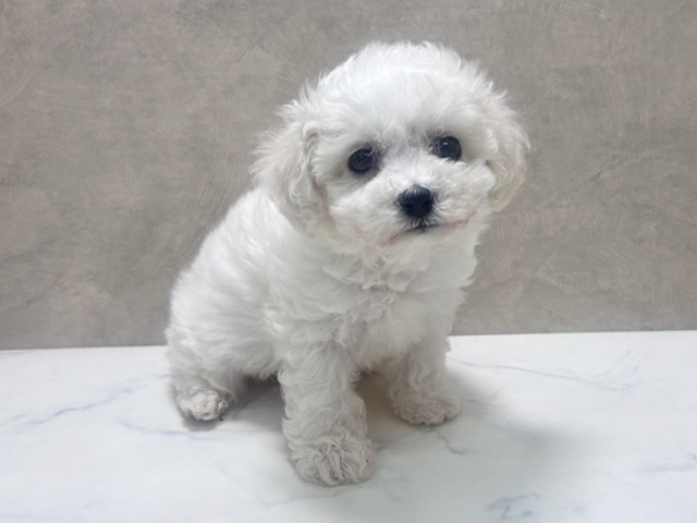 ビションフリーゼ