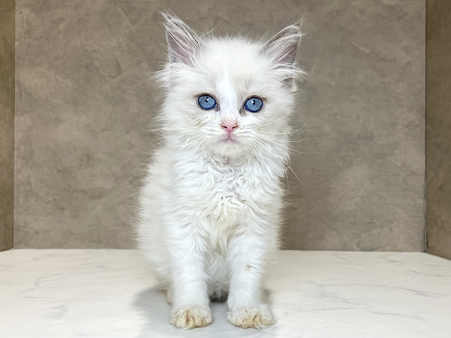 東京都のラグドール (ペッツファースト神楽坂店/2025年10月13日生まれ/女の子/ブルーポイントバイカラー)の子猫の1枚目の画像
