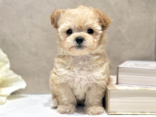 東京都のチワプー/プーチー(チワワ×プードル) (ペッツファースト代官山店/2025年10月13日生まれ/男の子/アプリコット)の子犬の1枚目の画像