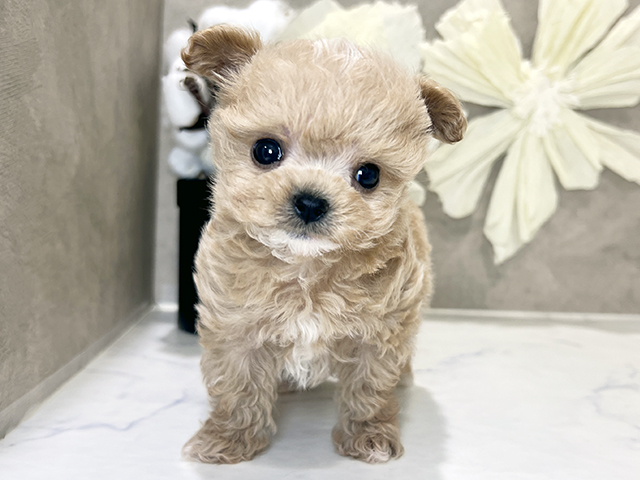 兵庫県のチワプー/プーチー(チワワ×プードル) (ペッツファースト神戸三宮センター街店/2025年10月13日生まれ/女の子/アプリコットホワイト)の子犬の1枚目の画像