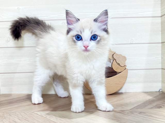 鳥取県のラグドール (ペッツファースト日吉津店/2025年10月3日生まれ/女の子/シールポイントバイカラー)の子猫