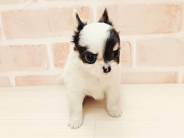 埼玉県のチワワ(ロング) (ペッツファースト春日部店/2025年10月14日生まれ/女の子/ホワイトブルータン)の子犬