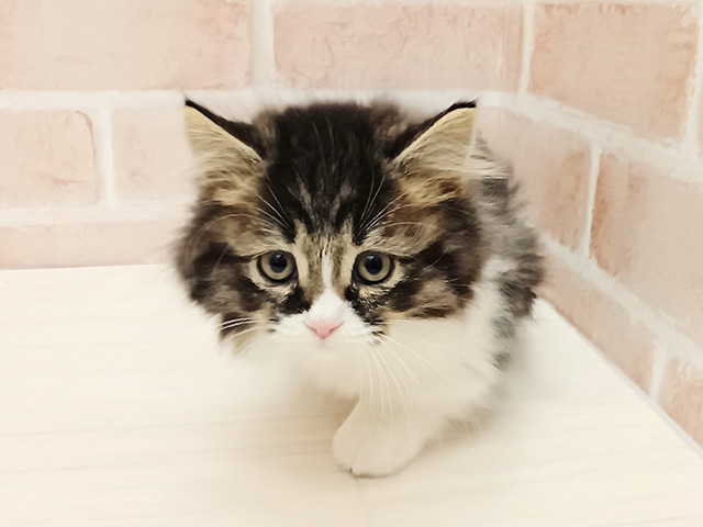 ミヌエット, 性別 男の子, 誕生日 2025/10/10, 毛色 ブラウンタビーホワイト, 出身 長野県, 店舗 春日部店(埼玉県), お問い合わせ番号 600807572