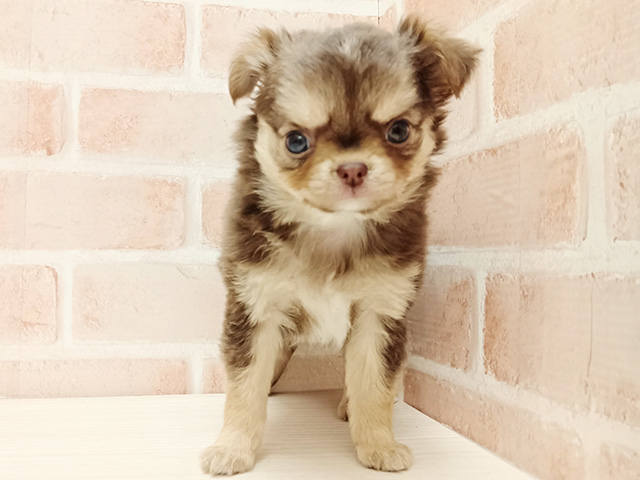 埼玉県のチワワ(ロング) (ペッツファースト春日部店/2025年10月13日生まれ/男の子/チョコレートクリームタン)の子犬の1枚目の画像