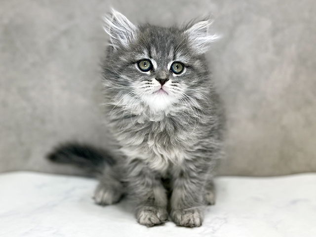 千葉県のサイベリアン (ペッツファーストららぽーとTOKYO-BAY店/2025年10月14日生まれ/女の子/ブルータビー)の子猫の1枚目の画像