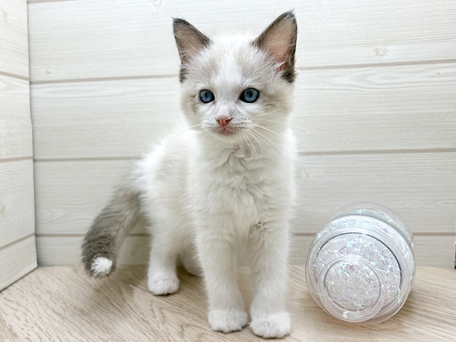 ラグドール, 性別 女の子, 誕生日 2025/10/14, 毛色 ブルーポイントバイカラー, 出身 静岡県, 店舗 渋谷店(東京都), お問い合わせ番号 2508125