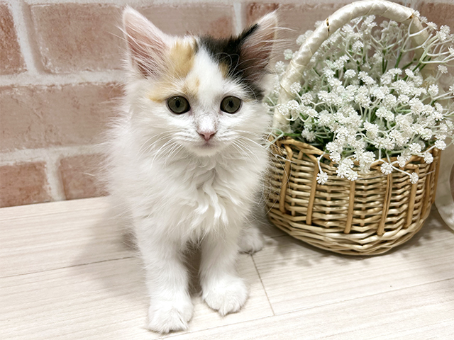 東京都のラガマフィン (ペッツファースト町田店/2025年10月14日生まれ/女の子/キャリコ)の子猫の1枚目の画像