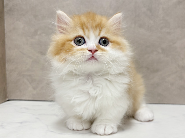 東京都のミヌエット (ペッツファースト池袋店/2025年10月6日生まれ/男の子/レッドタビーホワイト)の子猫