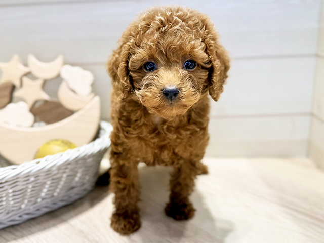 群馬県のトイプードル(トイ) (ペッツファースト高崎店/2025年10月12日生まれ/女の子/レッド)の子犬の1枚目の画像