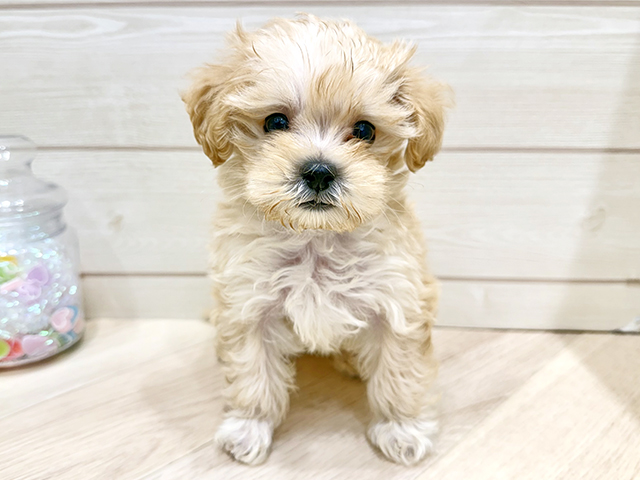 広島県のマルプー(マルチーズ×プードル) (ペッツファースト広島府中店/2025年10月14日生まれ/男の子/アプリコット)の子犬の1枚目の画像