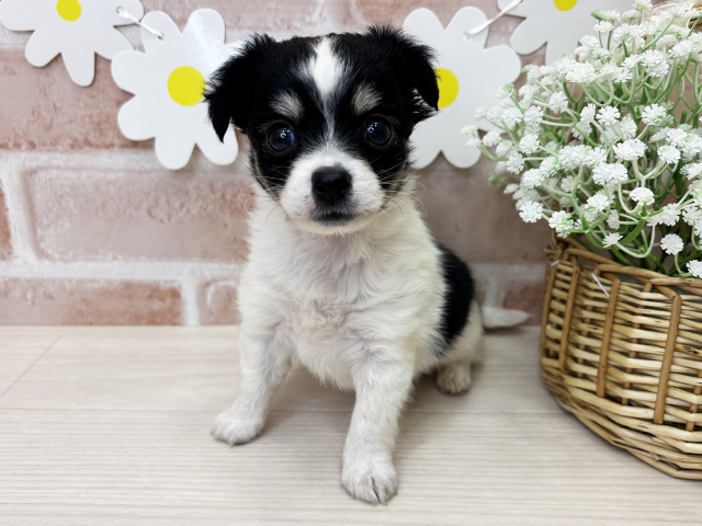 鹿児島県のチワックス(チワワ×ダックス) (ペッツファースト鹿児島店/2025年10月14日生まれ/男の子/ホワイトブラックタン)の子犬の1枚目の画像