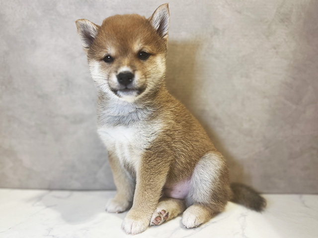 東京都の豆柴 (ペッツファースト武蔵小山店/2025年10月14日生まれ/男の子/赤)の子犬の1枚目の画像