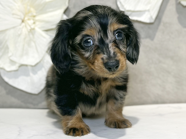 東京都のカニンヘンダックスフンド(ロング) (ペッツファースト下北沢店/2025年10月14日生まれ/男の子/シルバーダップル)の子犬の1枚目の画像