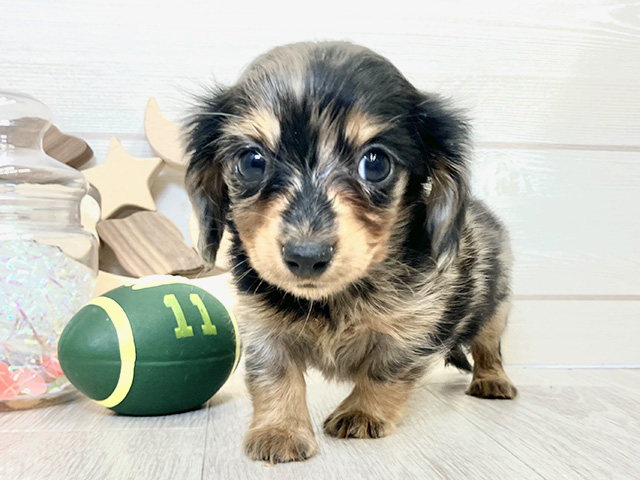 カニヘンダックスフンド