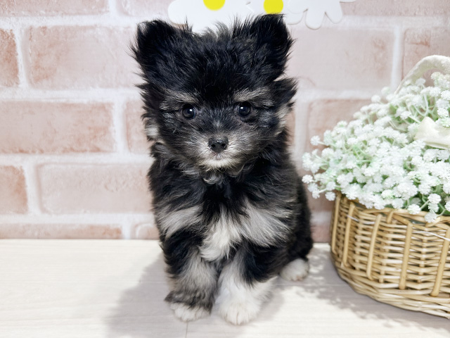 岡山県のポメマル/マルポメ(ポメラニアン×マルチーズ) (ペッツファースト倉敷店/2025年10月14日生まれ/女の子/ブラックタンホワイト)の子犬の1枚目の画像