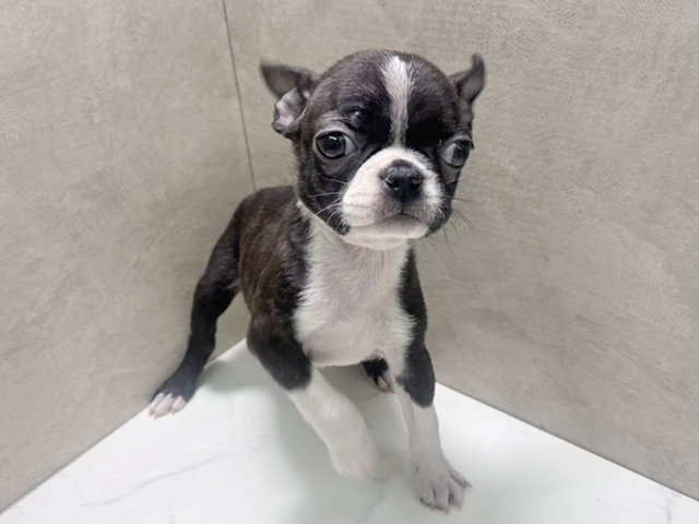 ボストンテリア