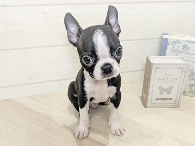 ボストンテリア