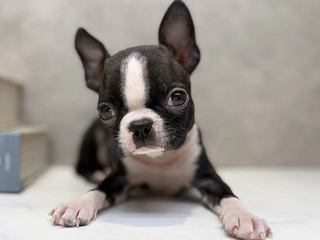 埼玉県のボストンテリア (ペッツファースト川口店/2025年10月11日生まれ/女の子/ボストンカラー)の子犬の1枚目の画像