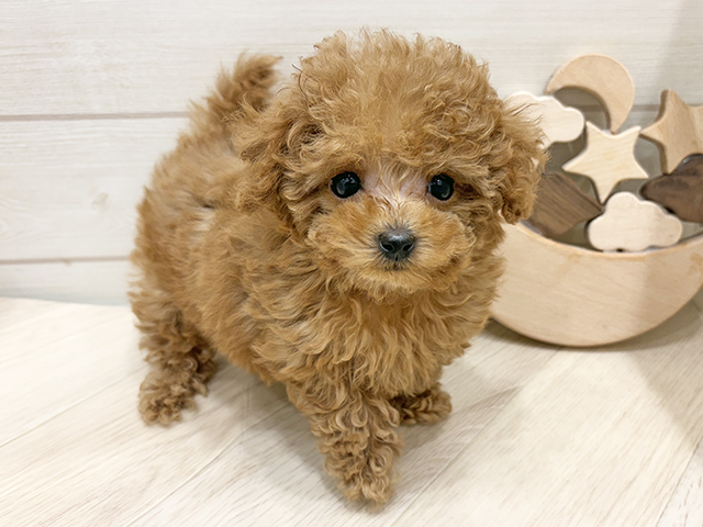 広島県のトイプードル(タイニー) (ペッツファースト広島府中店/2025年10月14日生まれ/女の子/レッド)の子犬の1枚目の画像