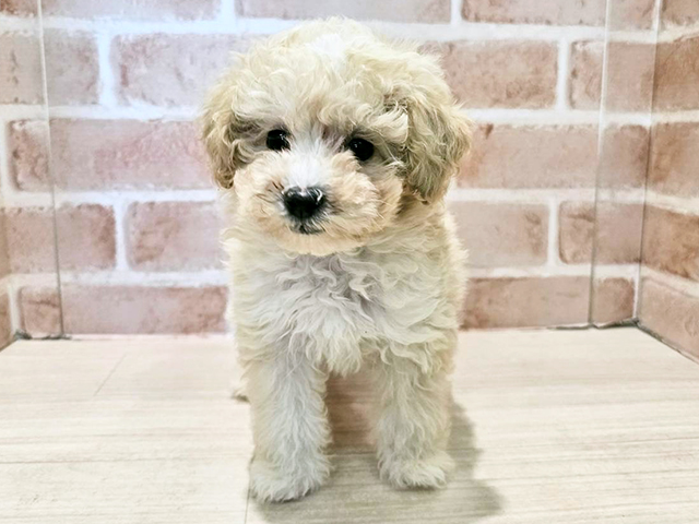 神奈川県のビションプー(ビションフリーゼ×プードル) (ペッツファースト秦野店/2025年10月14日生まれ/女の子/クリーム)の子犬の1枚目の画像