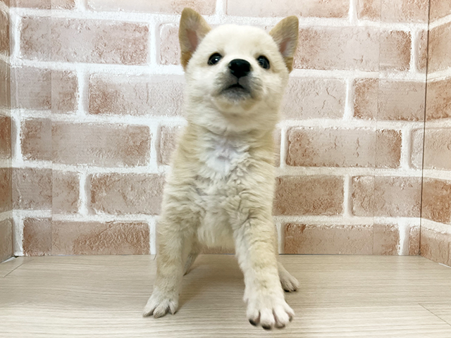 埼玉県の豆柴 (ペッツファーストさいたま新都心店/2025年10月10日生まれ/男の子/白)の子犬の1枚目の画像