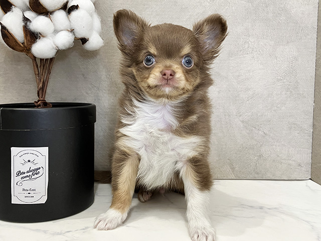 広島県のチワワ(ロング) (ペッツファースト広島祇園店/2025年10月14日生まれ/男の子/チョコレートタンホワイト)の子犬の1枚目の画像