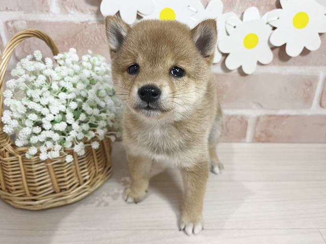 静岡県の豆柴 (ペッツファースト富士南店/2025年10月14日生まれ/男の子/赤)の子犬の1枚目の画像