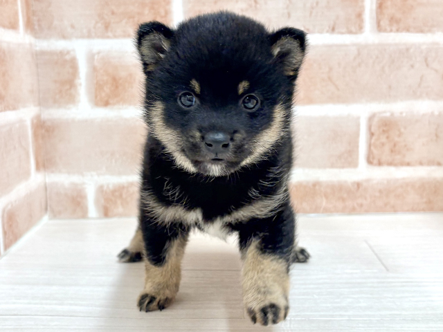 埼玉県の豆柴 (ペッツファースト川越店/2025年10月14日生まれ/男の子/黒)の子犬