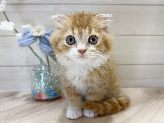 大阪府のスコティッシュフォールド (ペッツファーストららぽーと門真店/2025年10月14日生まれ/男の子/レッドタビーホワイト)の子猫の1枚目の画像