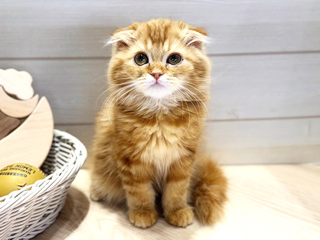 埼玉県のスコティッシュフォールド (ペッツファーストふじみ野店/2025年10月14日生まれ/女の子/レッドタビー)の子猫の1枚目の画像