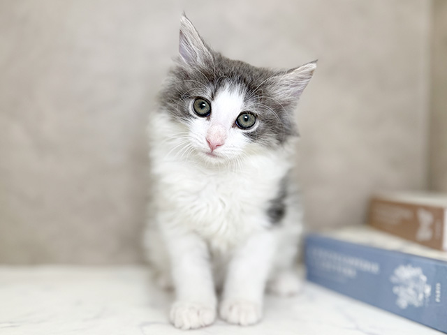 ノルウェージャンフォレストキャット, 性別 女の子, 誕生日 2025/10/14, 毛色 ブルータビーホワイト, 出身 愛知県, 店舗 心斎橋本店(大阪府), お問い合わせ番号 2553946