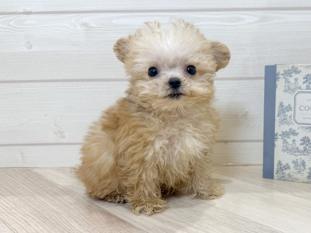 愛知県のチワプー/プーチー(チワワ×プードル) (ペッツファースト岡崎店/2025年10月11日生まれ/男の子/アプリコット)の子犬の1枚目の画像