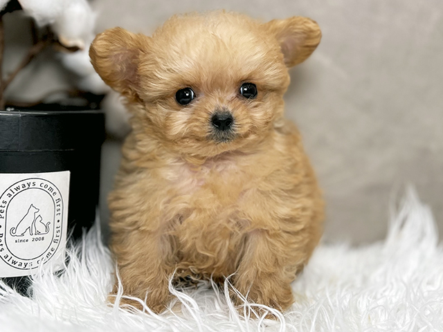 東京都のチワプー/プーチー(チワワ×プードル) (ペッツファースト青山店/2025年10月11日生まれ/男の子/アプリコット)の子犬